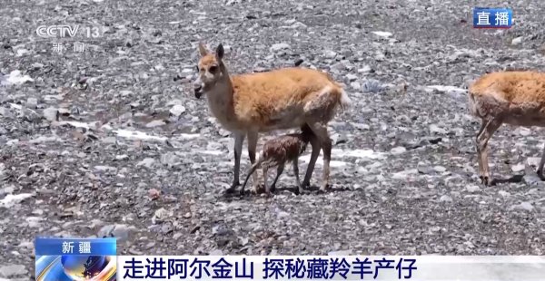 盘配资 秃鹫在上狼在后 藏羚羊宝宝的“生存第一课”